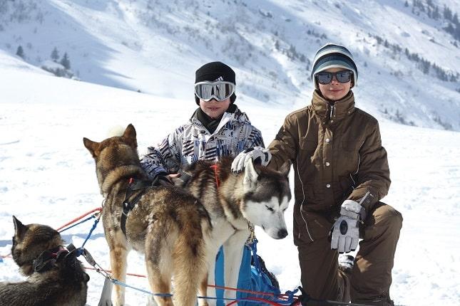 chiens de traineau au grand bornand