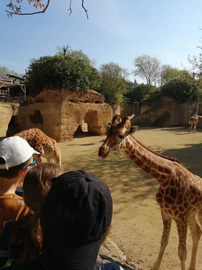 enfants au zoo avec une girafe